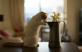 Кот у кувшина с цветами