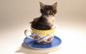 	   Kitten in a tea Cup
