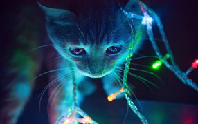 	   Kitten in the light garlands