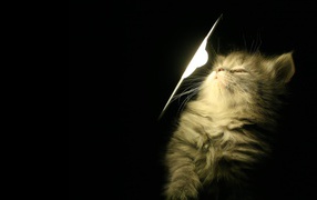 	   Kitten lamp