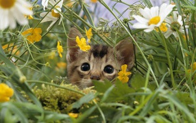 	   Kitten looks of flowers