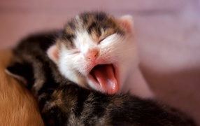 	   Kitten yawns