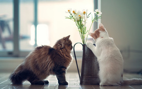 Котята изучают цветок