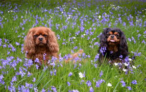 A couple of dogs Cavalier King Charles Spaniel in the grass