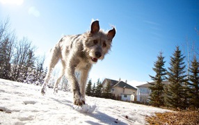 A faithful friend Irish Wolfhound