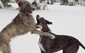 A pair of Irish Wolfhounds