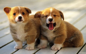 A pair of puppies velsh Corgi