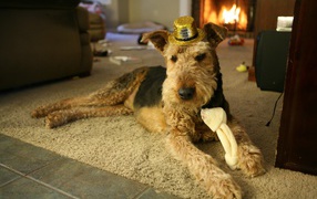Airedale Terrier in a golden hat