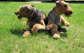 Airedales divide stick