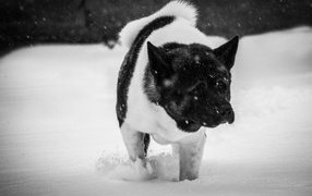 American Akita in the snow