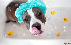 American Staffordshire Terrier bathes