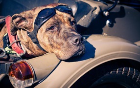 American Staffordshire Terrier in a motorcycle