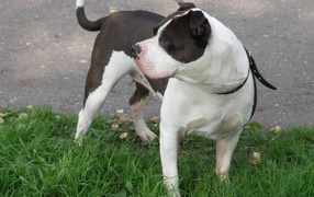 American Staffordshire Terrier on a leash