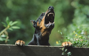Angry Doberman behind the fence
