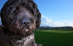 Собака барбет на фоне поля