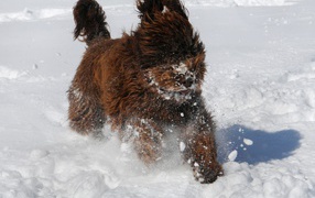 Барбет бежит по снегу