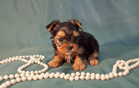 Beaver york puppy with beads