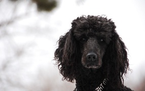 Black Poodle in the snow