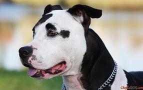 Black and white American Staffordshire Terrier