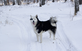 Black and white husky in the snow