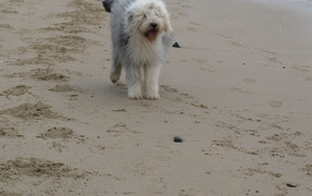 Собака бобтейл на пляже