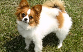 Brown and white papillon
