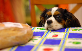 Cavalier King Charles Spaniel at the table