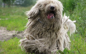 Cheerful dog Komondor