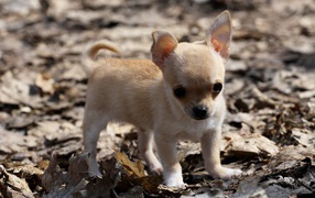 Chihuahua puppy on leaves