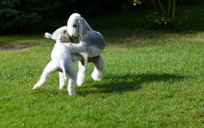 Пара собак бедлингтон терьер играют на лужайке