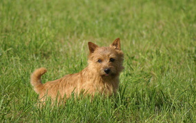 Cute norfolk terrier in the grass