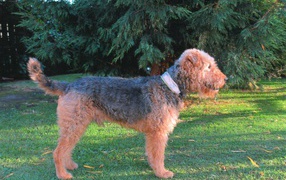 Dog Airedale spruce