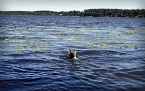 Собака плывет по озеру