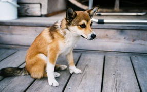 Порода собак норвежский лундехунд