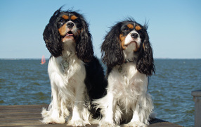 Dogs Cavalier King Charles Spaniel on a background of the sea