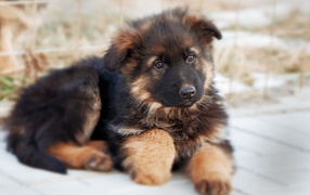 Fluffy German shepherd puppy