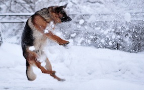 Немецкая овчарка ловит снежки
