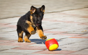 German Shepherd puppy playing with a ball