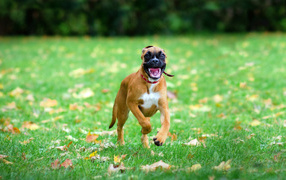 Счастливая собака бежит по траве