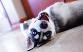 Husky lying on the floor