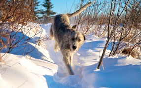 Irish Wolfhound in snow