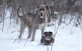 Irish Wolfhound with little friend