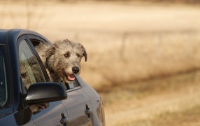 Irish wolfhound dog looking out the window