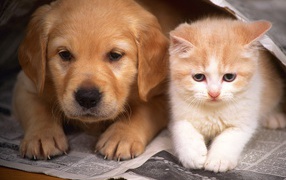 Kitten and puppy friends