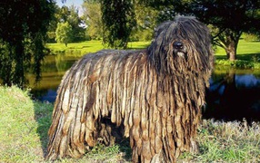 Собака комондор в парке