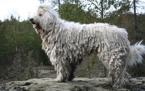 Собака комондор в лесу