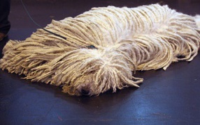 Собака комондор лежит на полу