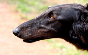 Muzzle greyhound dogs