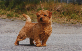 Norfolk Terrier for a walk