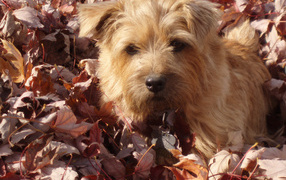 Norfolk Terrier in the leaves